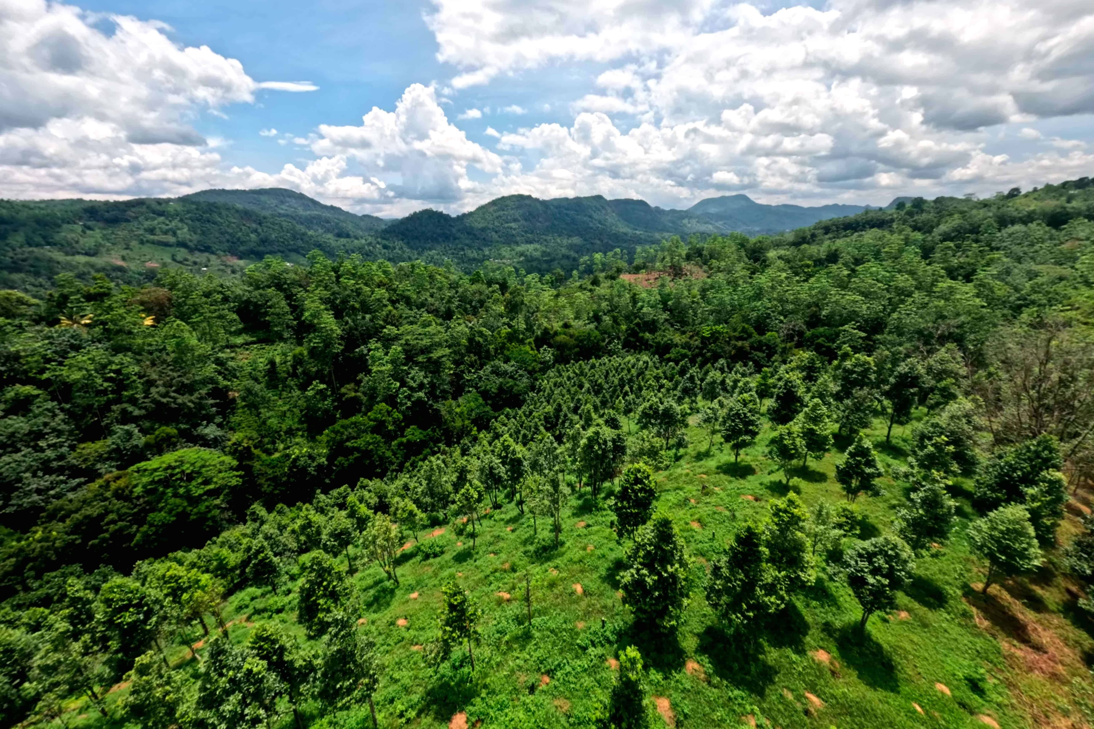 Sadaharitha plantation landscape