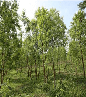 Sandalwood products