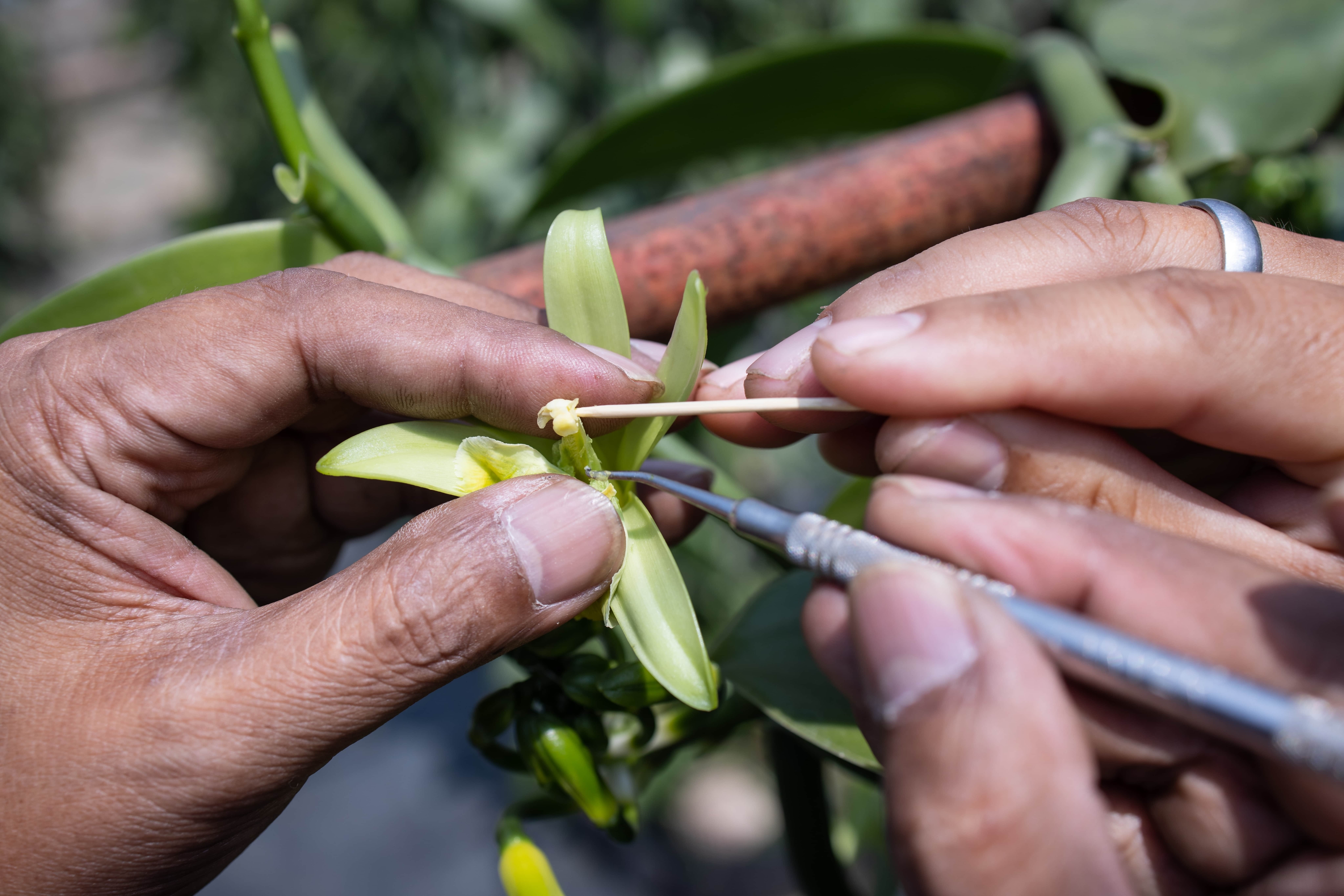 Harvesting and processing operations