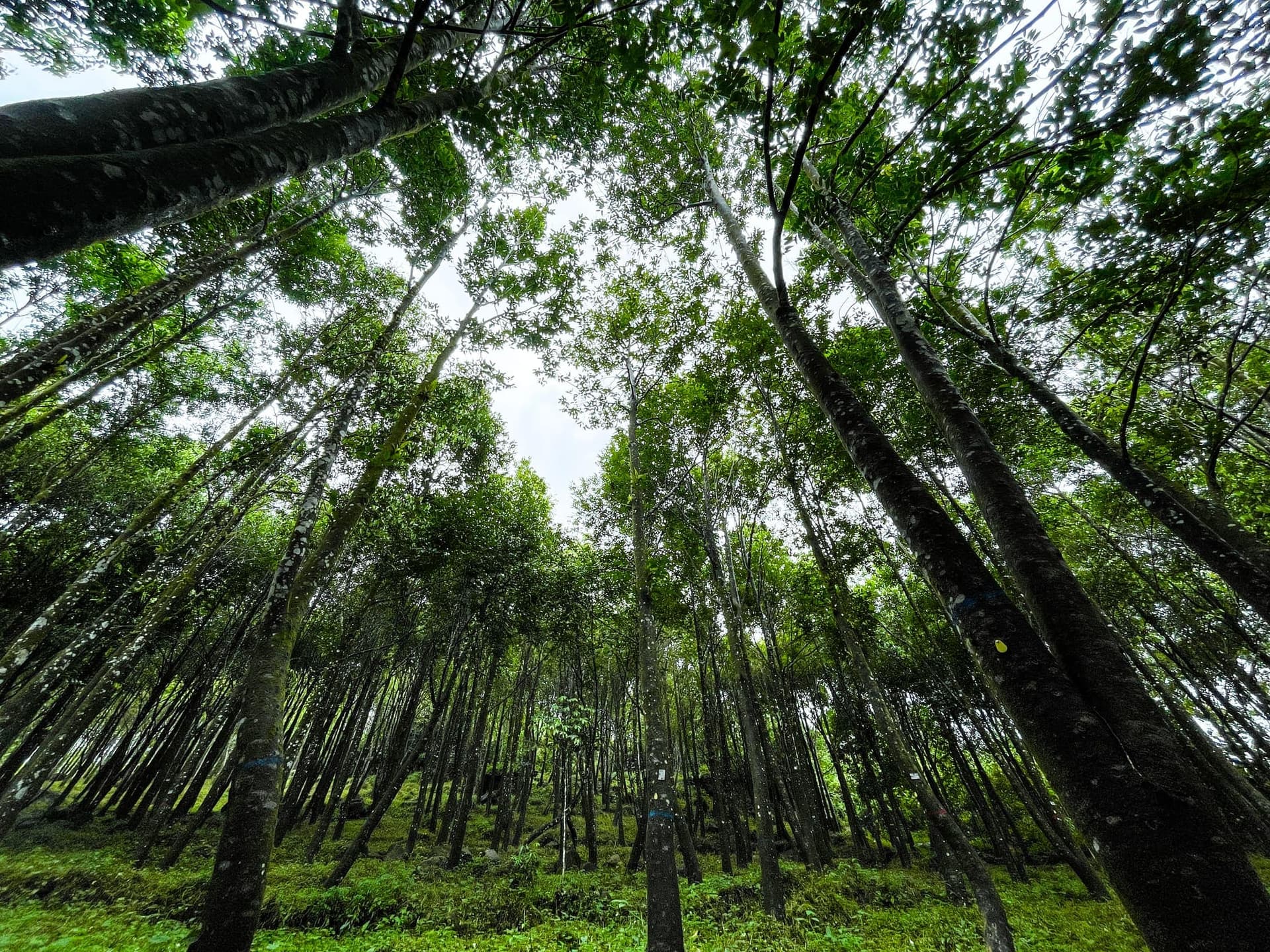 Responsible sourcing from plantation origins