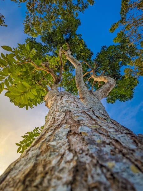 Mahogany plantation